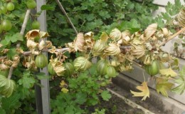 Why gooseberries turn yellow and dry in summer and what to do with this