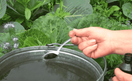 Is cabbage feeding necessary for tying heads