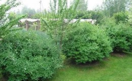 What can you plant honeysuckle next to and why is it important