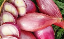 Growing and caring for shallots, harvest photos and secrets of agricultural technology
