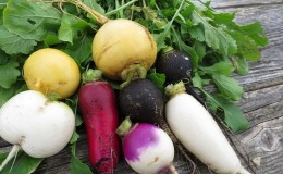 What is the Difference Between Turnip and Turnip and How to Distinguish Them