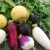 What is the Difference Between Turnip and Turnip and How to Distinguish Them