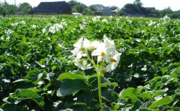 What to do if potatoes do not bloom and why this happens