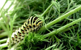 How to get rid of dill caterpillars: the most effective pest control methods