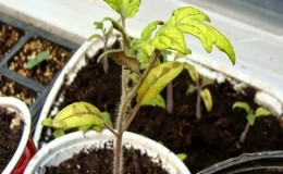 How can your tomato seedlings get sick, and how it can end