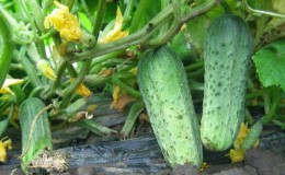 The best self-pollinated varieties of cucumbers for open ground