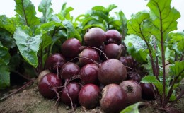 Dutch hybrid beet