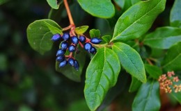 What is wild honeysuckle, where does it grow and what is it used for