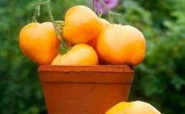 Delicious and time-tested tomato