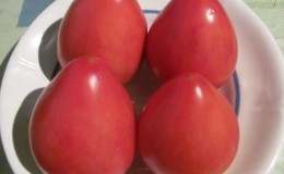 Early ripe tomatoes for juices, salads and preservation