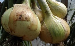 Medium late variety of onions with very large heads 
