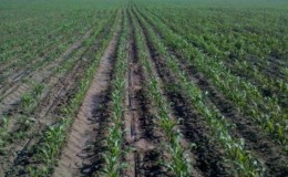 How to soak corn for planting and grow rich crops from ready-made seeds