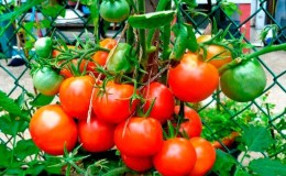 Does tomato
