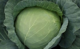 Overview of the Kharkov winter cabbage variety: reviews, characteristics and cultivation features
