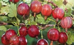 Medium early high-yielding gooseberry variety Kolobok