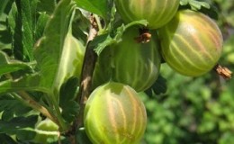 Mid-early green gooseberry variety