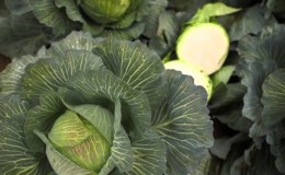 High-yielding unpretentious Kilaton f1 cabbage hybrid