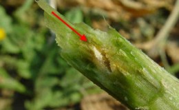 Causes and methods of treatment for black plaque on cucumber leaves in a greenhouse