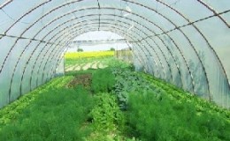 Step-by-step instructions for growing dill in a greenhouse all year round