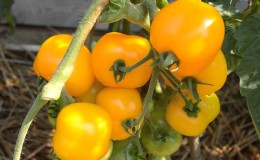 The best varieties of yellow tomatoes for a greenhouse: getting to know the brightest representatives and choosing the right type