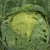 What to do with holes in cabbage leaves