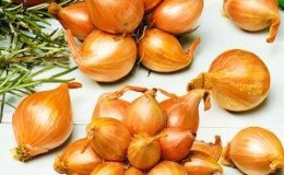 Varieties of Family onions and their characteristics