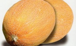 Description and characteristics of melon crossed with pineapple: what does the mini fruit taste like