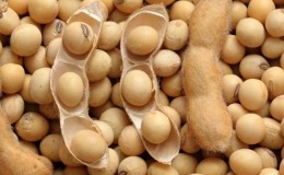 Soybeans - what they are and how they look