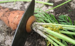 We preserve the harvest correctly: how to cut carrots for storage for the winter and why you need it