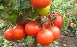Rating of the 15 best varieties of low-growing tomatoes for greenhouses: choose the right one in all respects