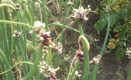 Unpretentious in cultivation and care