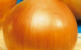 Large mid-season variety of onions 