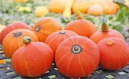 A hybrid with an original flavor that will pleasantly surprise you - the Hazelnut pumpkin: grown without much hassle