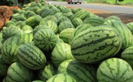 Why Astrakhan watermelon is good and why farmers love it so much