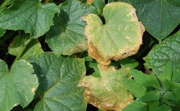 Why do cucumber leaves turn yellow and what to do about it