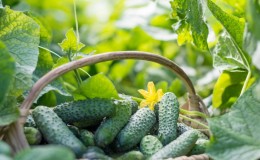 How to store fresh cucumbers so they don't spoil as long as possible