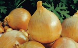 Early maturing, frost-resistant winter onion variety