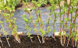 Step-by-step instructions on how to plant raspberries in the spring correctly for novice gardeners