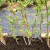 Step-by-step instructions on how to plant raspberries in the spring correctly for novice gardeners