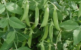 Features of growing green peas