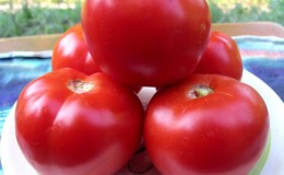 A gift from the Ural breeders for regions with a cold climate - a tomato