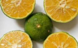 What is the name of a hybrid of lemon and tangerine