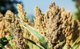 What is sorghum and how is it used in different areas of life
