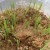 How to germinate barley at home and what is it for