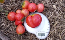 Delicious, juicy and fragrant giant in the garden - the