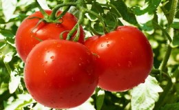 A hybrid created by domestic breeders that gives a gorgeous harvest - the tomato