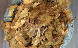 We grow Turkish tobacco from seeds: instructions for beginners, peculiarities of the variety
