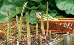 How to Prepare Asparagus for Winter: A Step-by-Step Guide to Preparing Your Beds in Fall