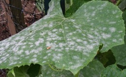 Why does white bloom appear on cucumbers in a greenhouse and how to deal with it