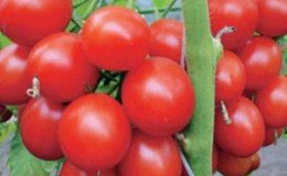 Bunches of bright red fruits, as in the picture: Verlioka tomato - garden decoration